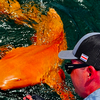 An orange nurse shark caught in the Caribbean sea by a fisherman