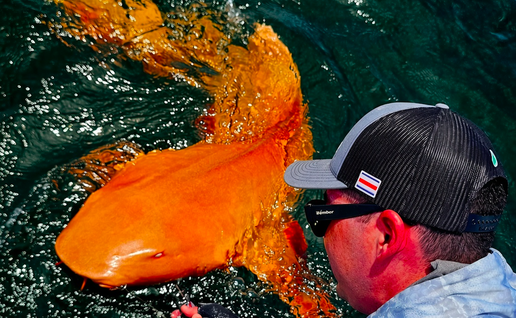 An orange nurse shark caught in the Caribbean sea by a fisherman
