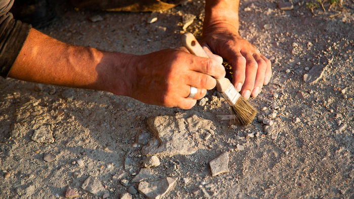 An archaeologist with a brush on dry dusty terrain discovering old bones