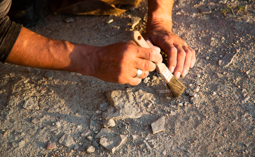 An archaeologist with a brush on dry dusty terrain discovering old bones