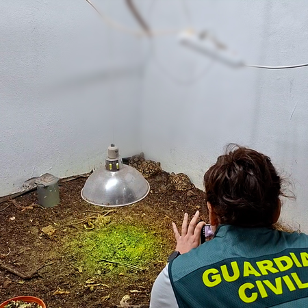 A female police officer in an animal enclosure photographing several endangered tortoise