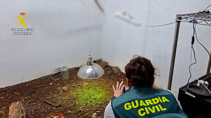 A female police officer in an animal enclosure photographing several endangered tortoise