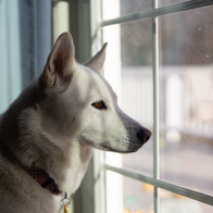 A Husky looking out of the window waiting for its owner to return