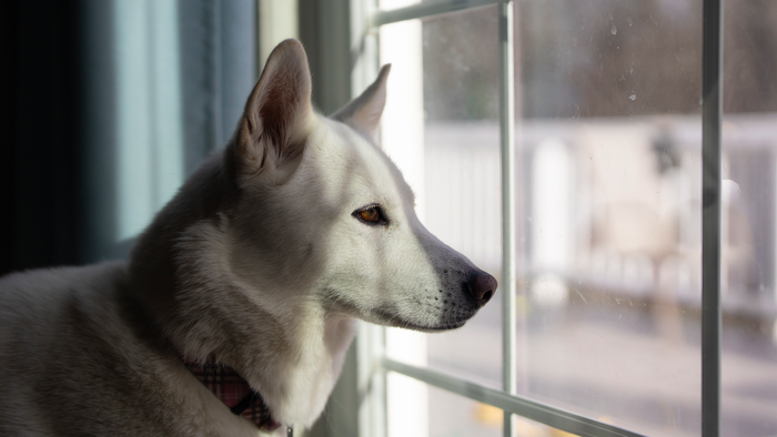 A Husky looking out of the window waiting for its owner to return