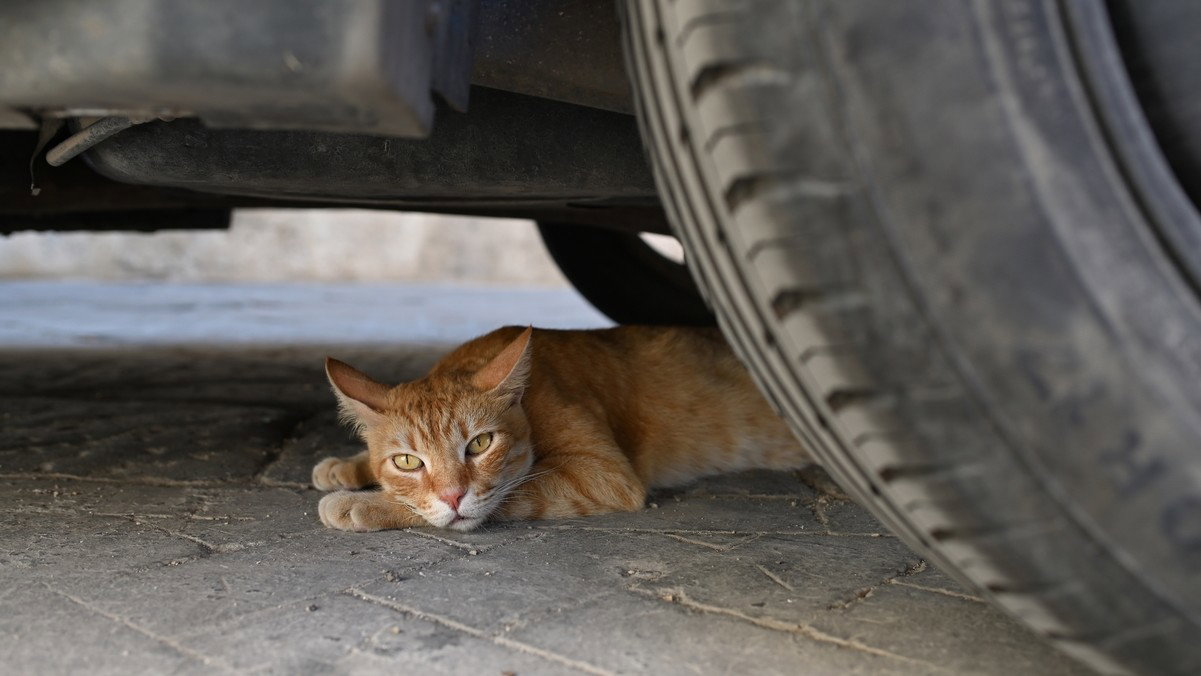 Cat lovers unite, hundreds take to the streets of Palma to demand action for Spain’s community cats