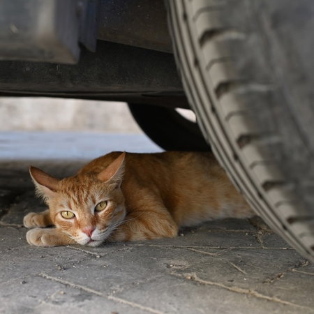 Stray cat