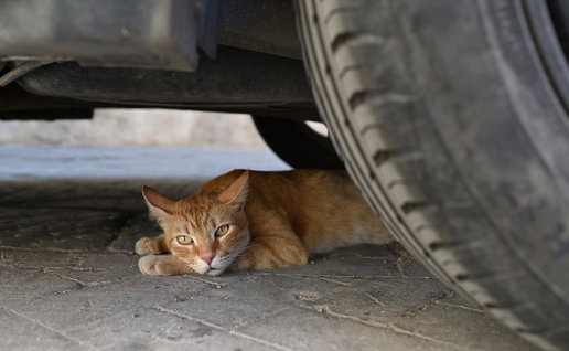 Stray cat