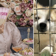Woman with cakes and dogs