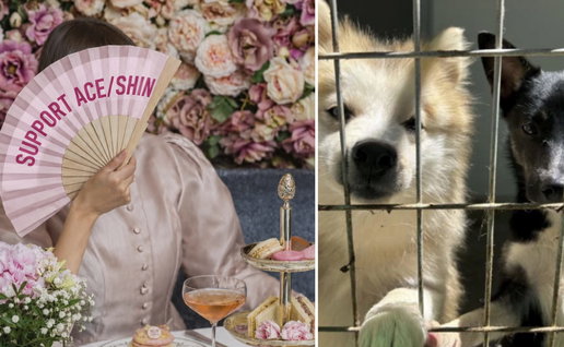 Woman with cakes and dogs