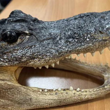 airport security discover dried crocodile head in passenger’s suitcase