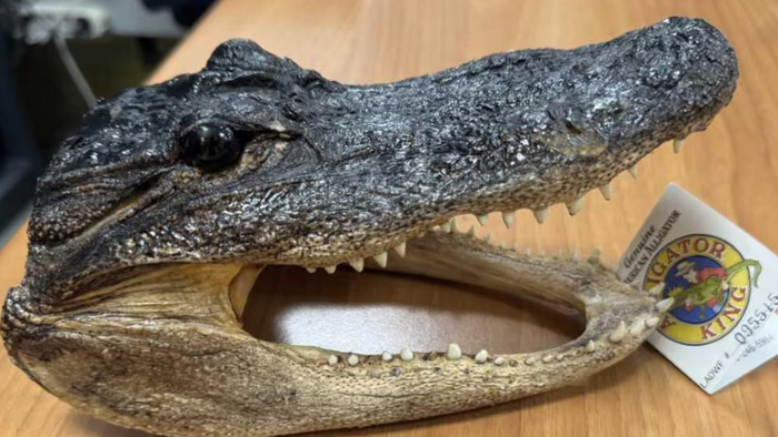 airport security discover dried crocodile head in passenger’s suitcase