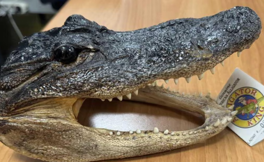 airport security discover dried crocodile head in passenger’s suitcase