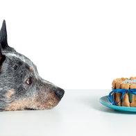 dog staring at cake