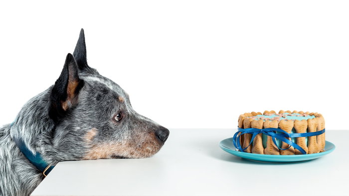 dog staring at cake