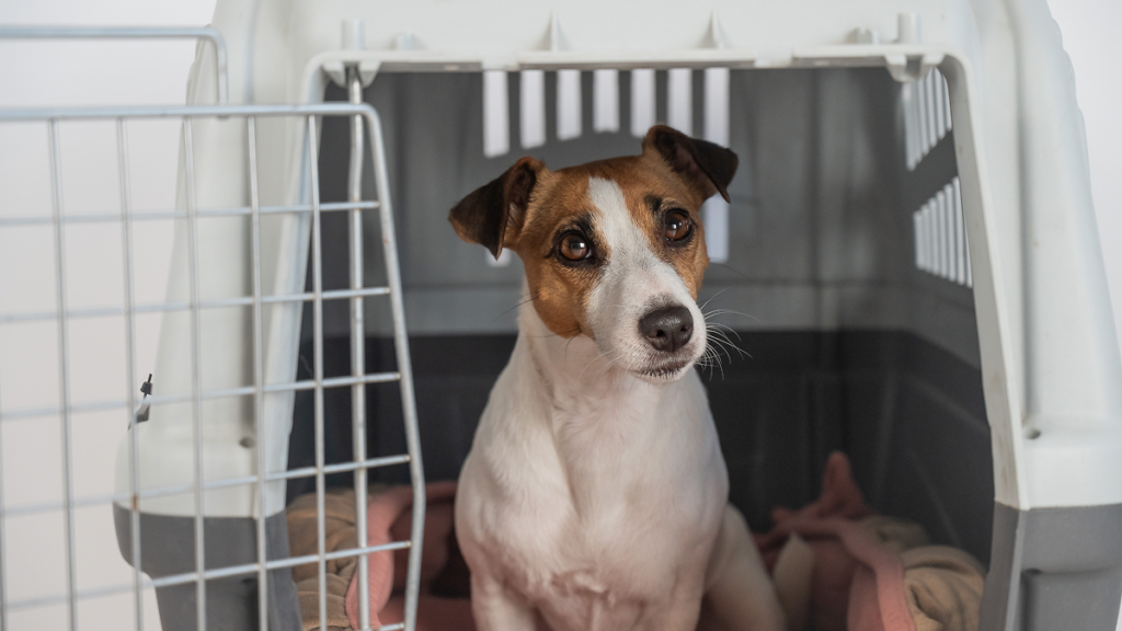 Could your dog’s passport soon sit beside yours on your phone?