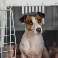 A Jack Russell Terrier sits inside an open plastic pet travel carrier, looking towards the camera.