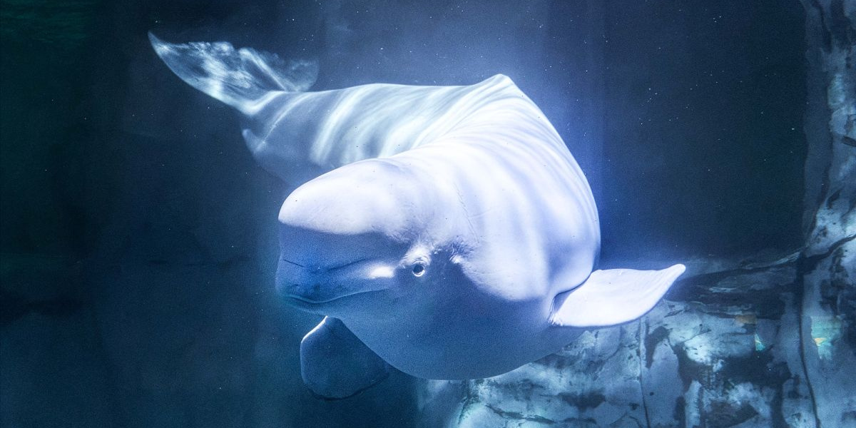 Tragedia en Valencia: muere una tercera beluga de Marineland tras su traslado a España
