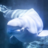 Beluga dies suddenly at Spain aquarium after Canada relocation