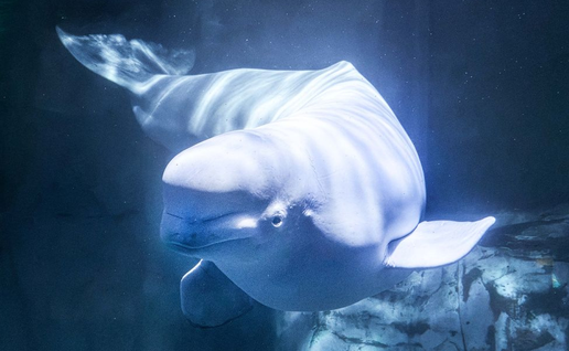 Beluga dies suddenly at Spain aquarium after Canada relocation