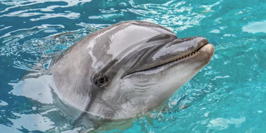 Marineland dolphin dies in Spain weeks after dramatic rescue