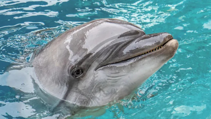 Echo the dolphin sadly passed away