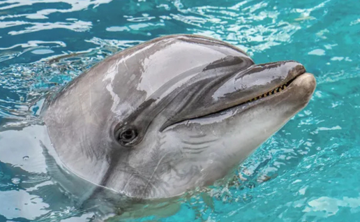 Echo the dolphin sadly passed away