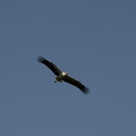 A bird in flight.