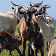 The 250 goats are being used to manage vegetation