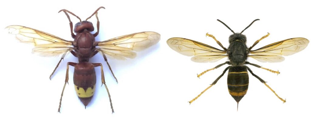 Thick yellow band - Oriental hornet. Yellow feet - Asian hornet.
