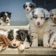 Puppies.