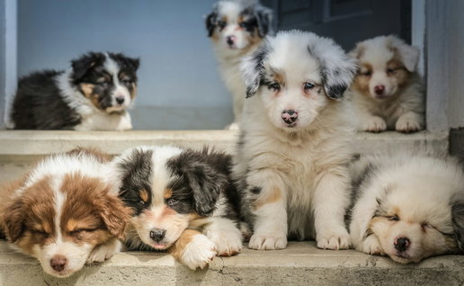 Puppies.