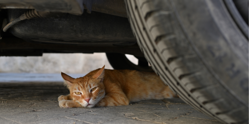 Altea unveils new rules for animal emergencies, lost pets and dangerous dogs