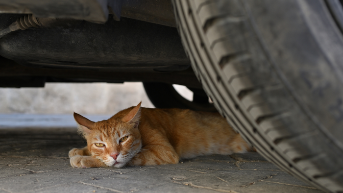 Altea tells residents exactly what to do if they find an animal