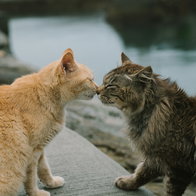 Feral cats.