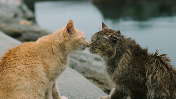 Feral cats.