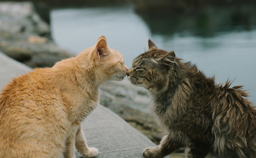 Feral cats.