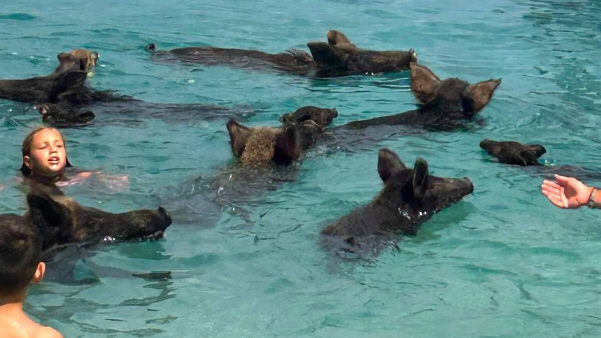 Atokos: la isla griega donde los turistas nadan con jabalíes