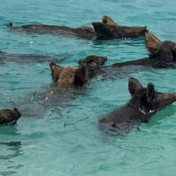 piggy island