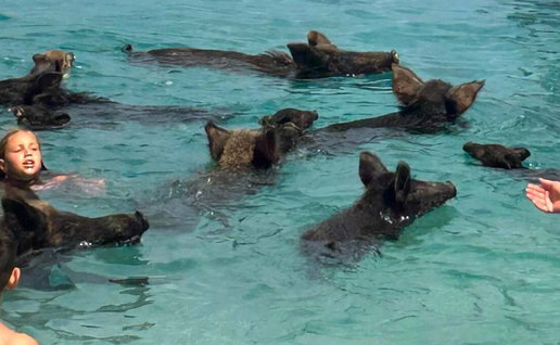 piggy island