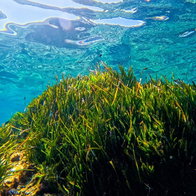 posidonia meadow