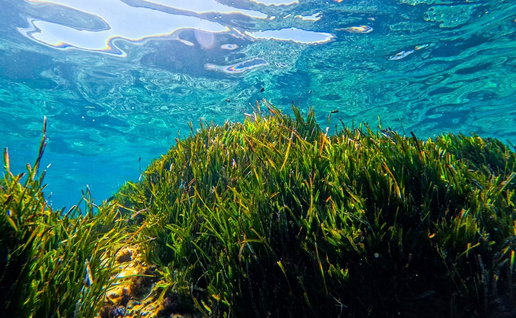 posidonia meadow