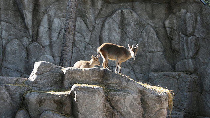 The animals.