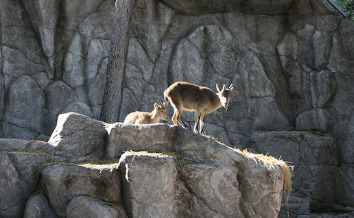 The animals.