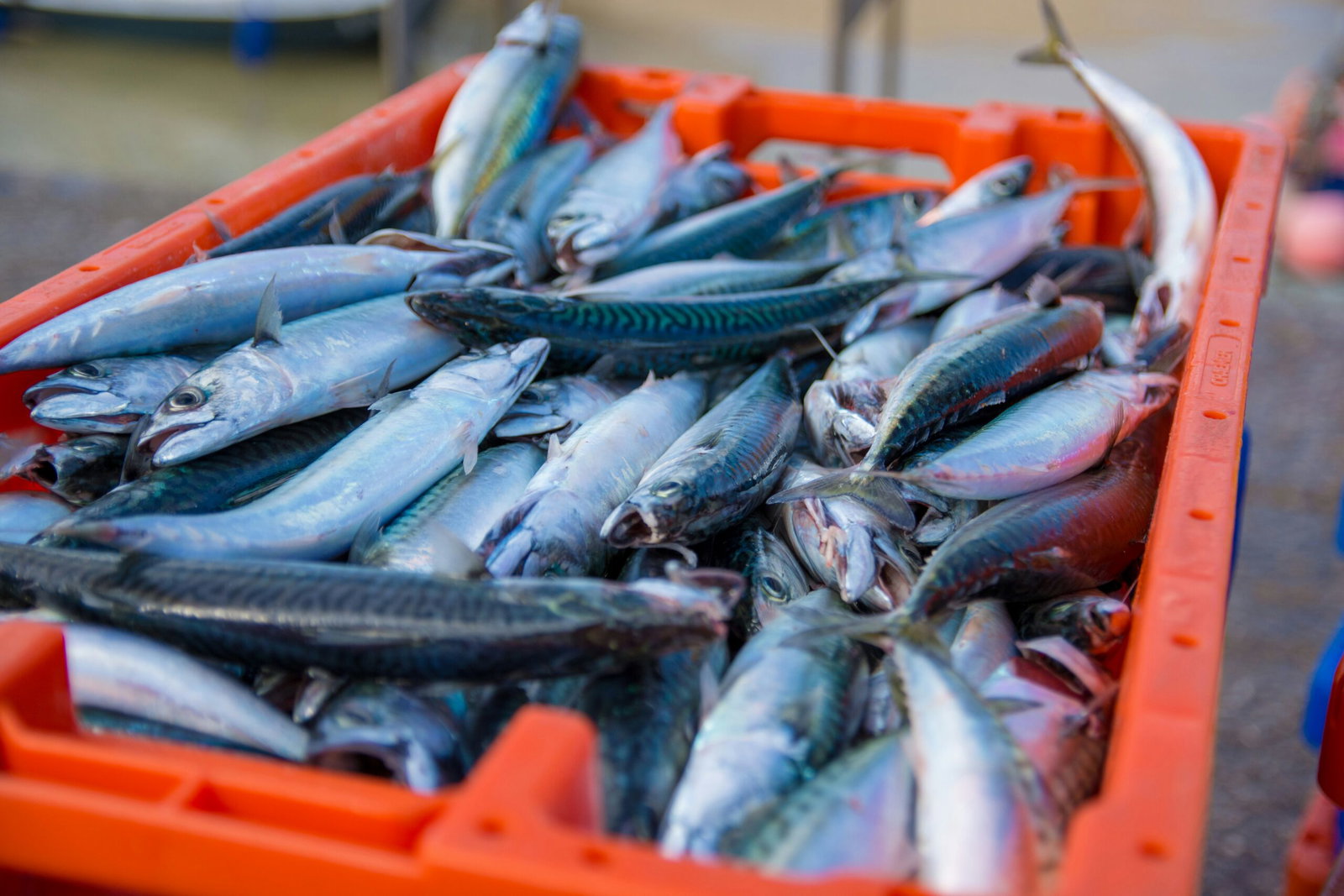 Puerto de Mazarron records huge 118,000kg mackerel haul in just two days