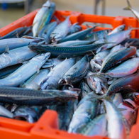 Fresh fish.