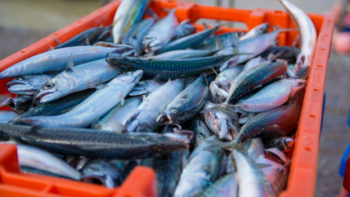 Fresh fish.