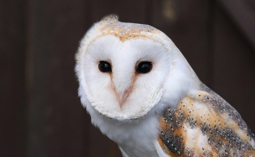A barn owl.