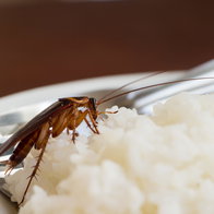 A cockroach on a plate of white rice