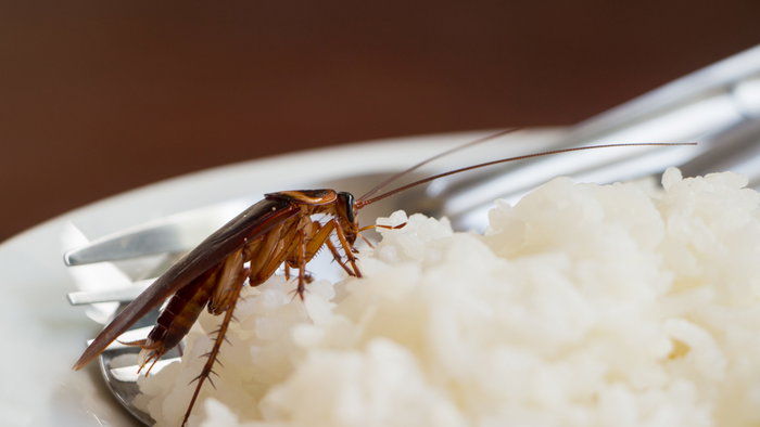 A cockroach on a plate of white rice