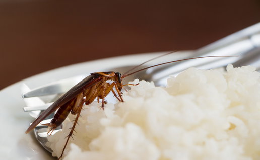 A cockroach on a plate of white rice